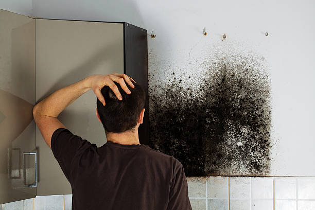 Best Office Mold Removal Services  in Fairfax, IA